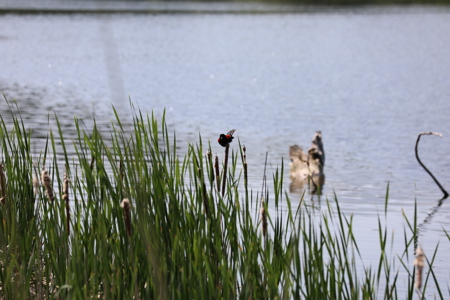 A red-winged black bird sits atop cattails on the shore of a pond.