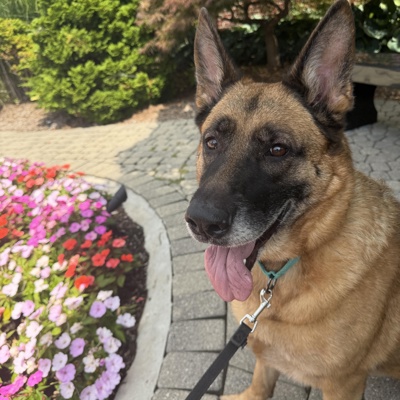 Heidi